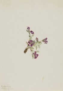  by Mary Vaux Walcott