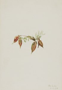  by Mary Vaux Walcott