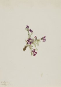 Alp Pointvetch Oxytropis podocarpa, 1916. by Mary Vaux Walcott
