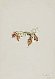 Alp Pointvetch Oxytropis podocarpa, 1918. by Mary Vaux Walcott