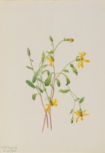  by Mary Vaux Walcott