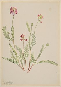  by Mary Vaux Walcott
