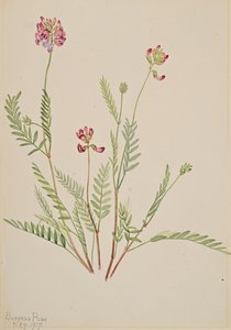 Alp Fiği Astragalus bourgovii, 1917. by Mary Vaux Walcott