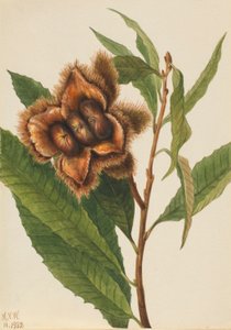  by Mary Vaux Walcott