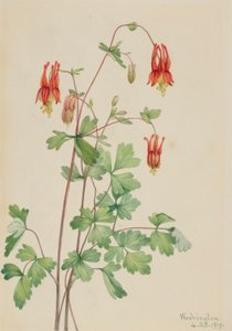 Amerikan Columbine (Aquilegia canadensis) by Mary Vaux Walcott