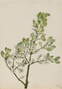 Amerikan Ökseotu Phoradendron flavescens, 1923.