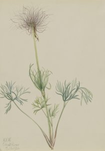  by Mary Vaux Walcott