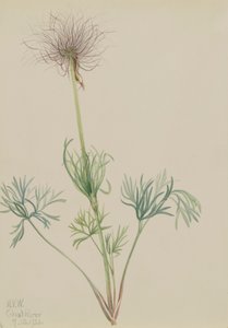 Amerikan Pasqueflower Pulsatilla ludoviciana, 1920. by Mary Vaux Walcott