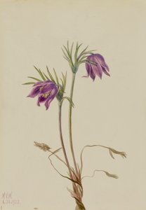 Amerikan Pasqueflower Pulsatilla ludoviciana, 1922. by Mary Vaux Walcott