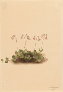 Amerikan Twinflower Linnaea Borealis americana, 101. by Mary Vaux Walcott