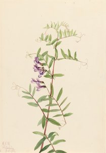 Amerikan Fiğ Vicia americana, 1922. by Mary Vaux Walcott