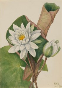  by Mary Vaux Walcott