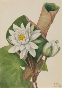 Amerikan Nilüfer Castalia odorata, 1920. by Mary Vaux Walcott