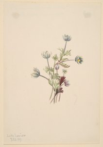  by Mary Vaux Walcott