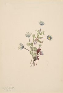 Anemon Anemon drummondii, 1907. by Mary Vaux Walcott