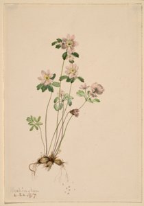  by Mary Vaux Walcott
