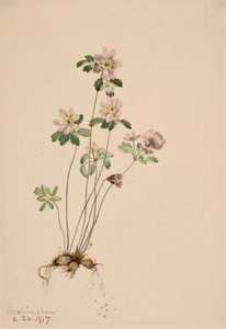 Anemonella Kertenkeleleri, 1917. by Mary Vaux Walcott