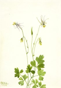 Aquilegia ekalcarata, 1935. by Mary Vaux Walcott
