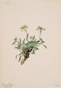 Arabis drummondii, 1917 by Mary Vaux Walcott