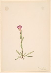 Arabis lyallii, 1916 by Mary Vaux Walcott