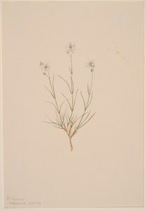 Arenaria formosa, 1904. by Mary Vaux Walcott