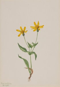  by Mary Vaux Walcott