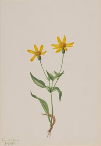 Arnica Alpina, 1905. by Mary Vaux Walcott