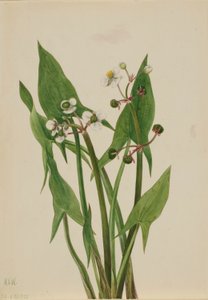 by Mary Vaux Walcott