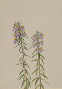 Aster Aster hirariifolius, 1923. by Mary Vaux Walcott