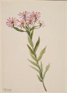  by Mary Vaux Walcott