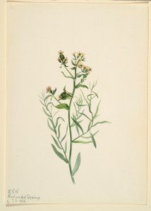  by Mary Vaux Walcott