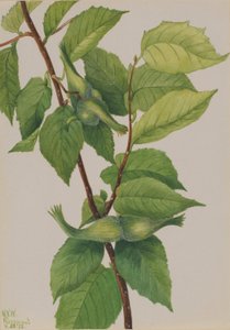  by Mary Vaux Walcott