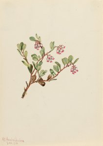  by Mary Vaux Walcott