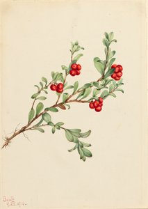 Bearberry Arctostaphylos üzüm ayısı, 1916 by Mary Vaux Walcott