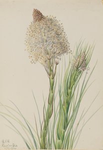 Beargrass Xerophyllum tenax, 1924. by Mary Vaux Walcott