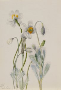  by Mary Vaux Walcott