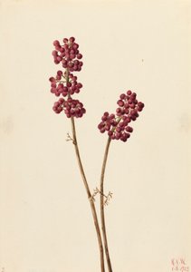 Güzel Berry Callicarpa americana, 1923. by Mary Vaux Walcott