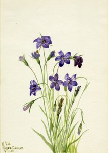 Çan çiçeği Çan çiçeği, 1935. by Mary Vaux Walcott