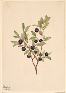  by Mary Vaux Walcott
