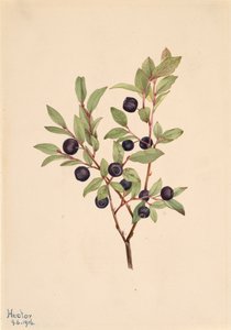 Büyük Whortleberry Vaccinium membranaceum, 1916. by Mary Vaux Walcott