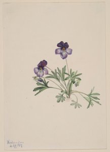  by Mary Vaux Walcott