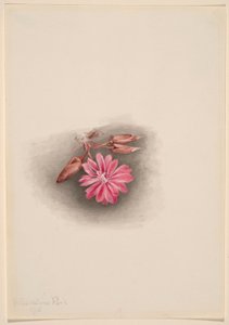  by Mary Vaux Walcott