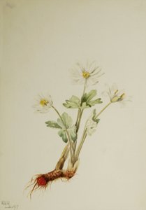 Bloodroot Sanguinaria canadensis, 1917. by Mary Vaux Walcott