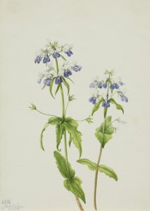 Mavi Gözlü Mary Collinsia verna, 1927. by Mary Vaux Walcott