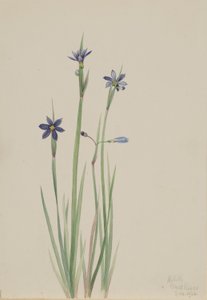  by Mary Vaux Walcott