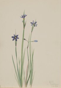Mavi gözlü çimen Sisyrinchium angustifolium, 1920. by Mary Vaux Walcott