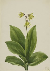  by Mary Vaux Walcott