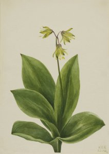 Mavi Boncuk Clintonia borealis, 1924. by Mary Vaux Walcott