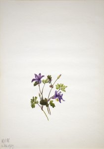 Mavi Columbine (Aquilegia saximontana) by Mary Vaux Walcott