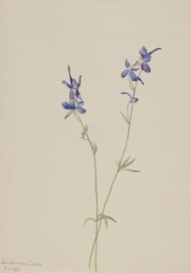  by Mary Vaux Walcott